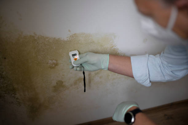 Best Attic Mold Remediation in Villa Park, CA
