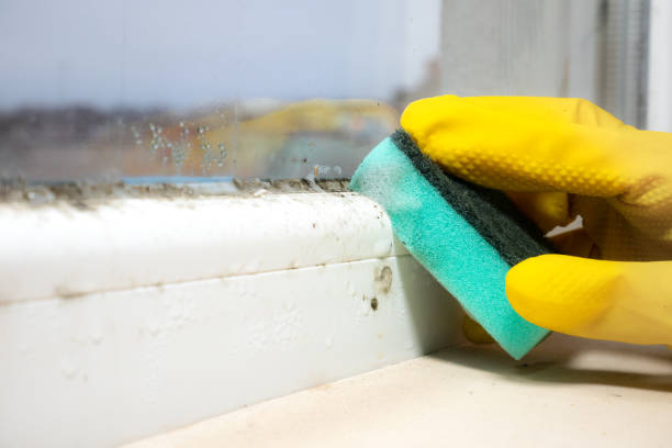 Best Bathroom Mold Remediation in Villa Park, CA