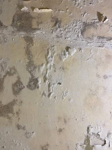 Best Mold Remediation for Specific Building Types in Villa Park, CA
