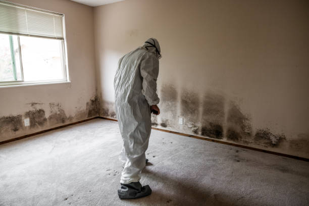 Best Bathroom Mold Remediation in Villa Park, CA