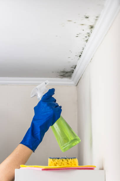 Best Basement Mold Remediation in Villa Park, CA